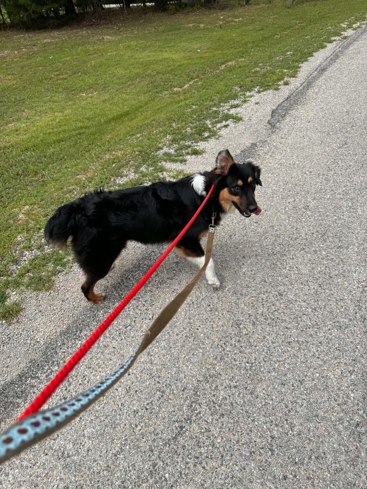 1174 Stormy, a Adoptable Australian Shepherd in St Louis , MO image 3/5