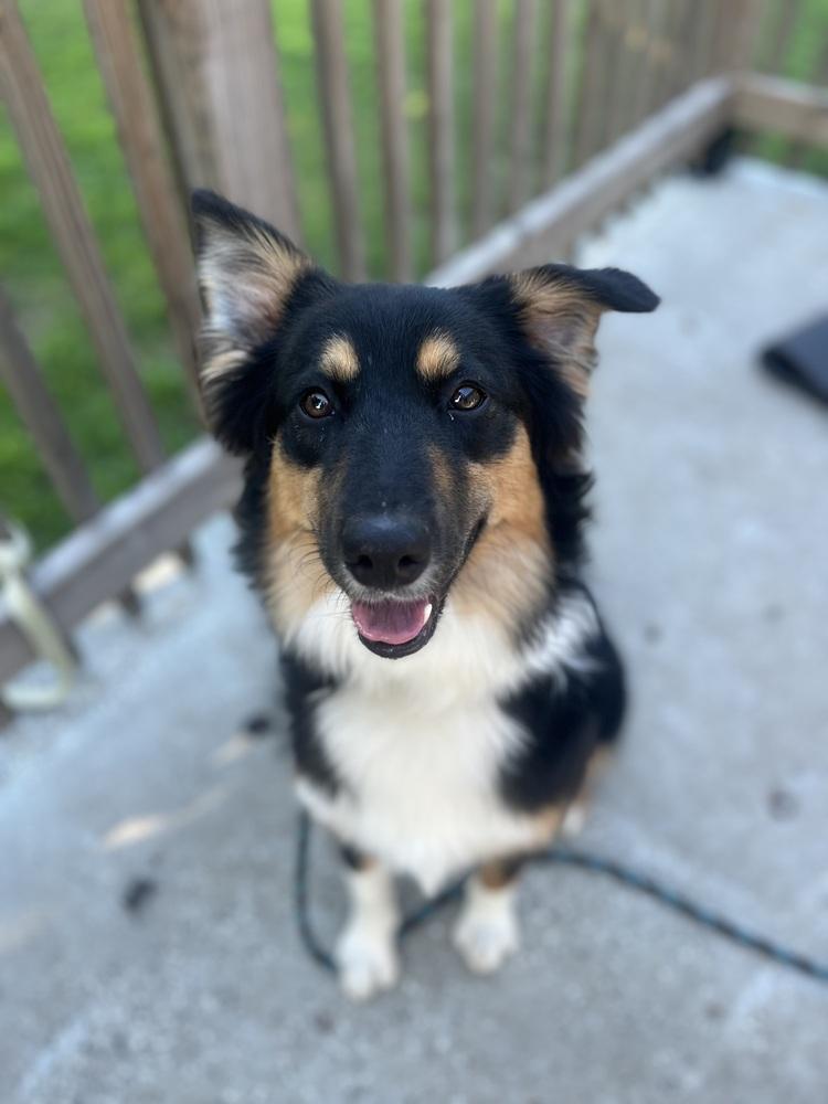 1174 Stormy, a Adoptable Australian Shepherd in St Louis , MO image 4/5