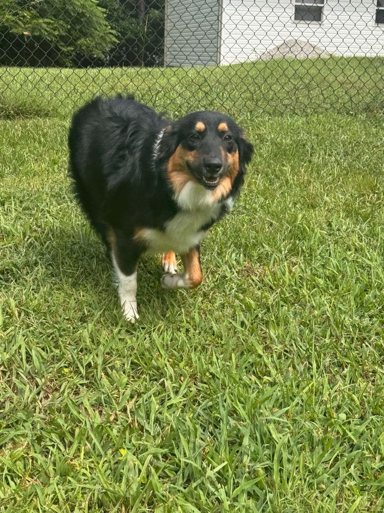 1174 Stormy, a Adoptable Australian Shepherd in St Louis , MO image 5/5
