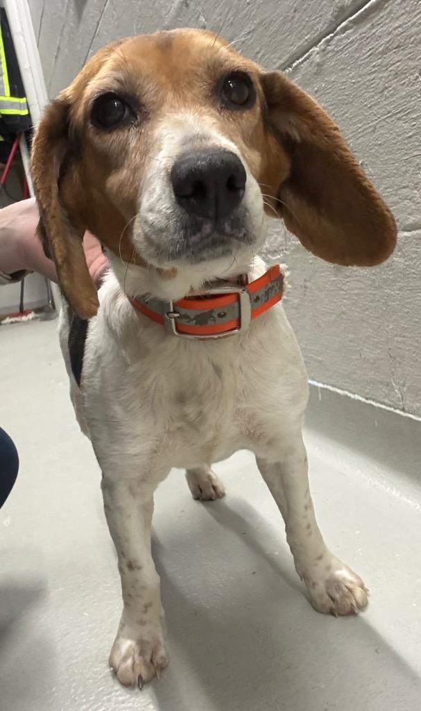 Lettie, Adoptable, Adult Female Beagle & Mixed Breed.