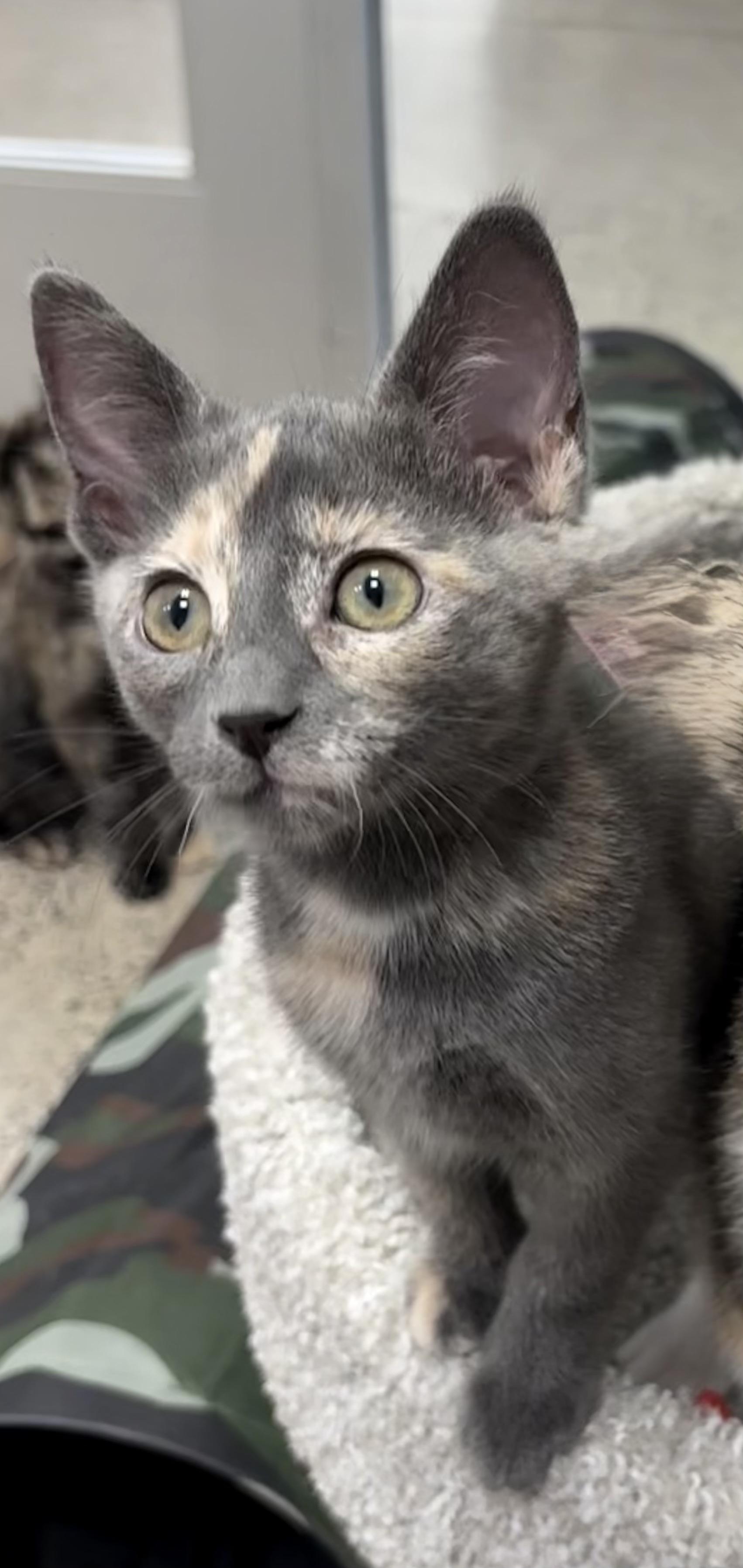 Enlarge Taffeta, a Adoptable Domestic Short Hair in Pickering, ON image 2/2