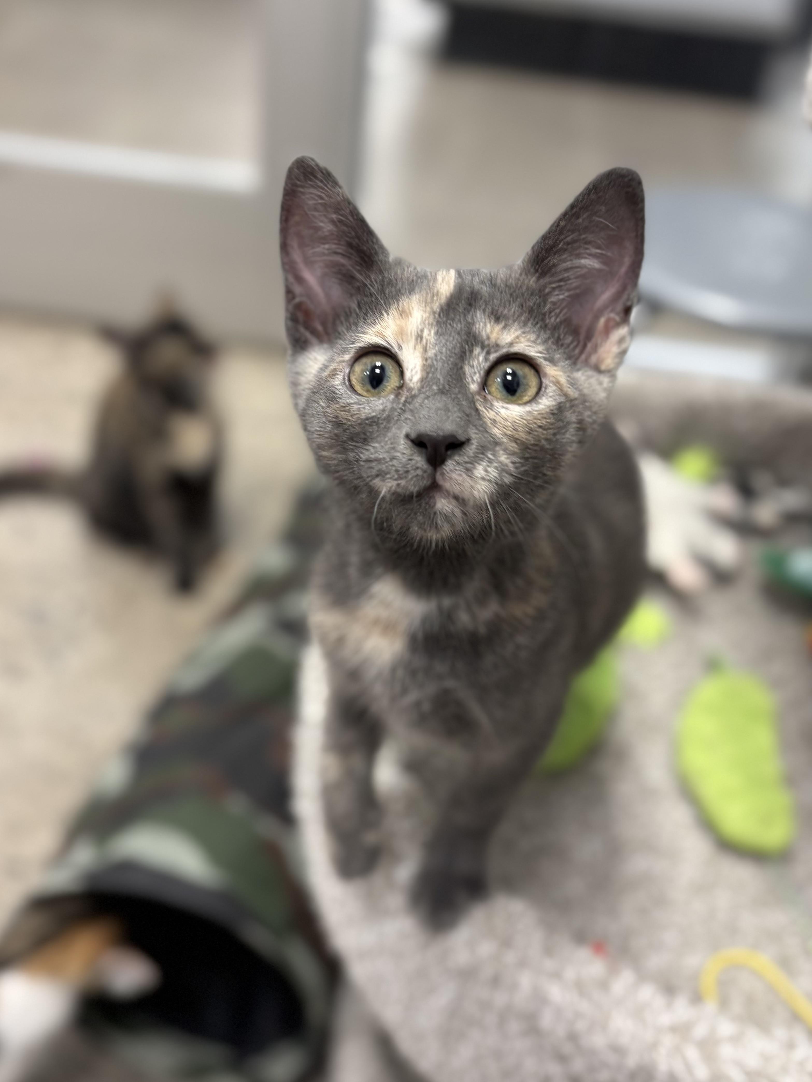 Taffeta, Adoptable, Kitten Female Domestic Short Hair.