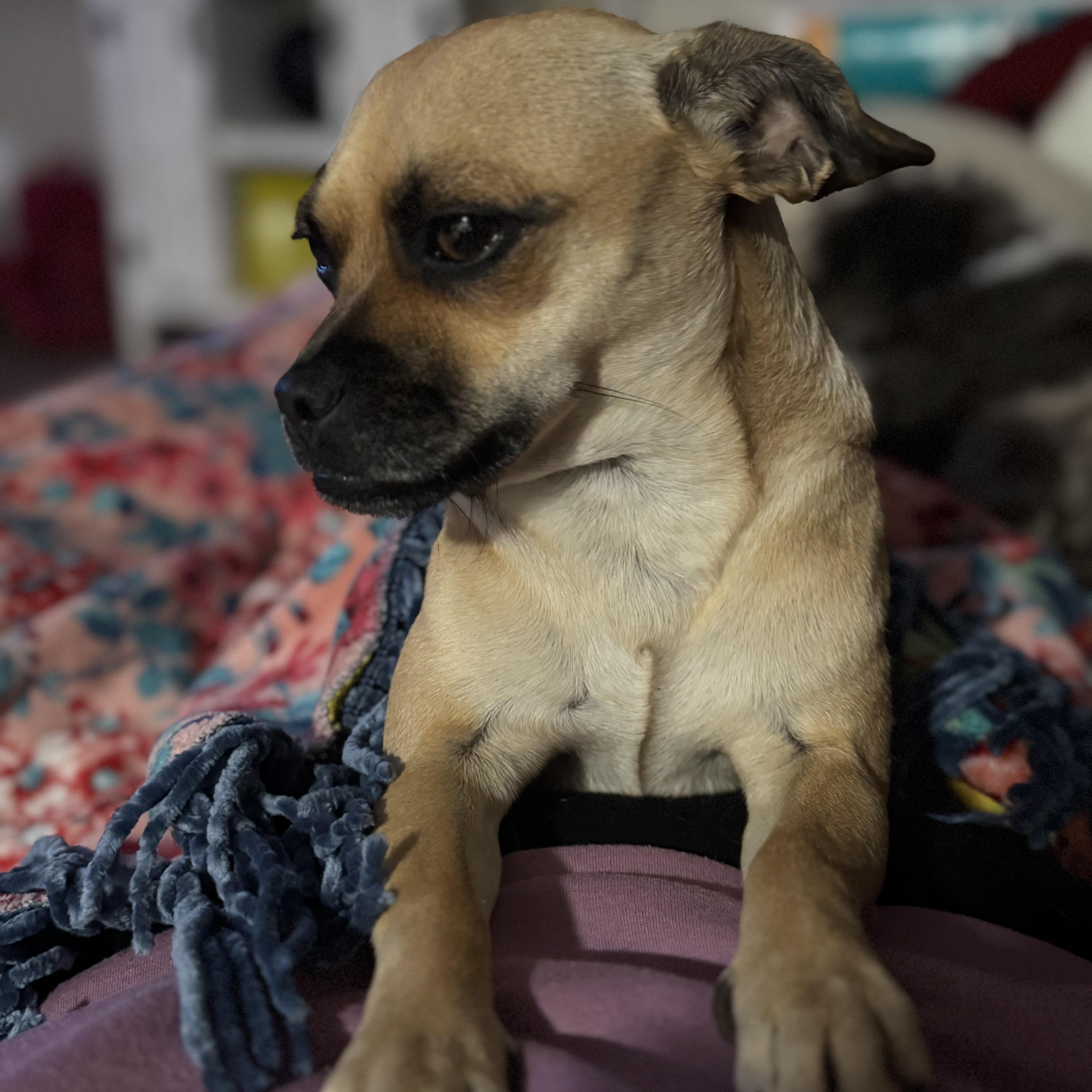 Enlarge Eden, an adopted mixed breed in Austin, TX image 5/5