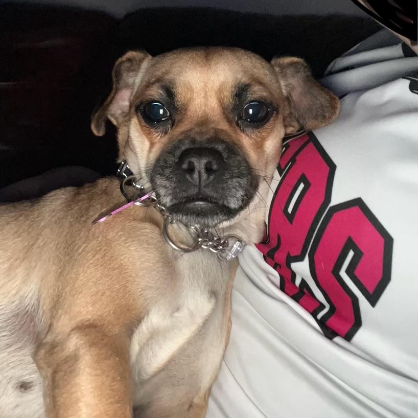 Enlarge Eden, an adopted mixed breed in Austin, TX image 4/5