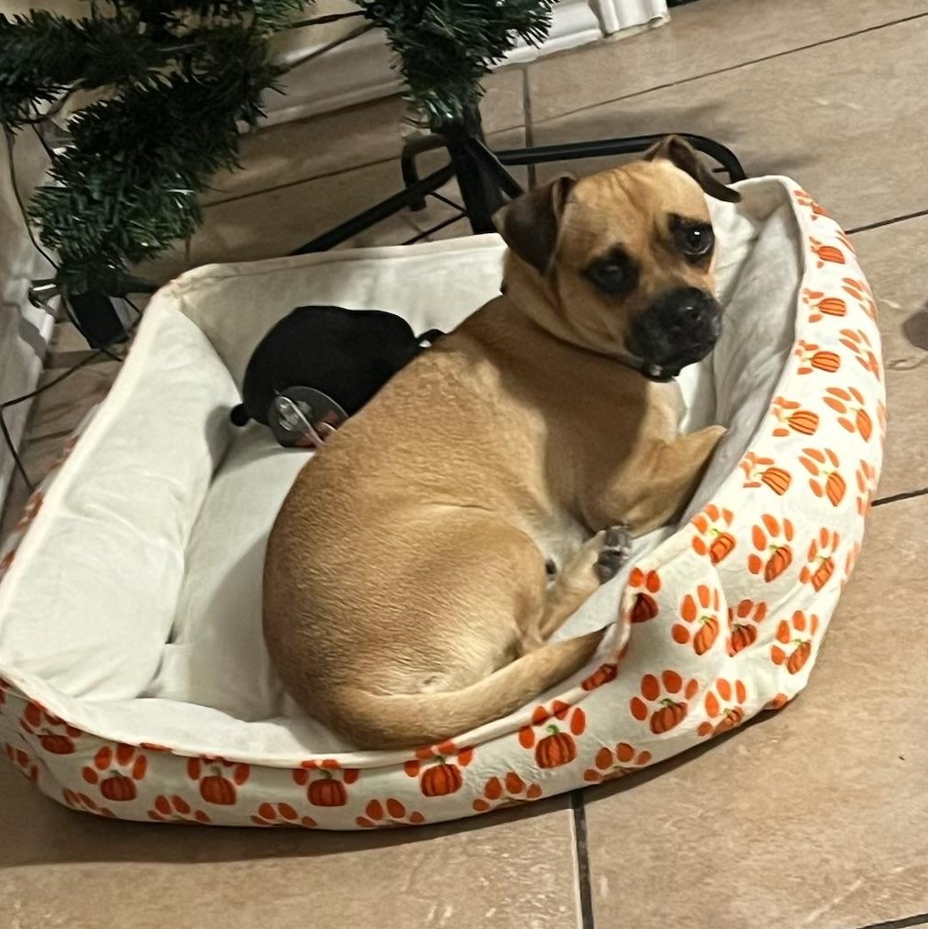 Eden, adopted, Adult Female Chug.