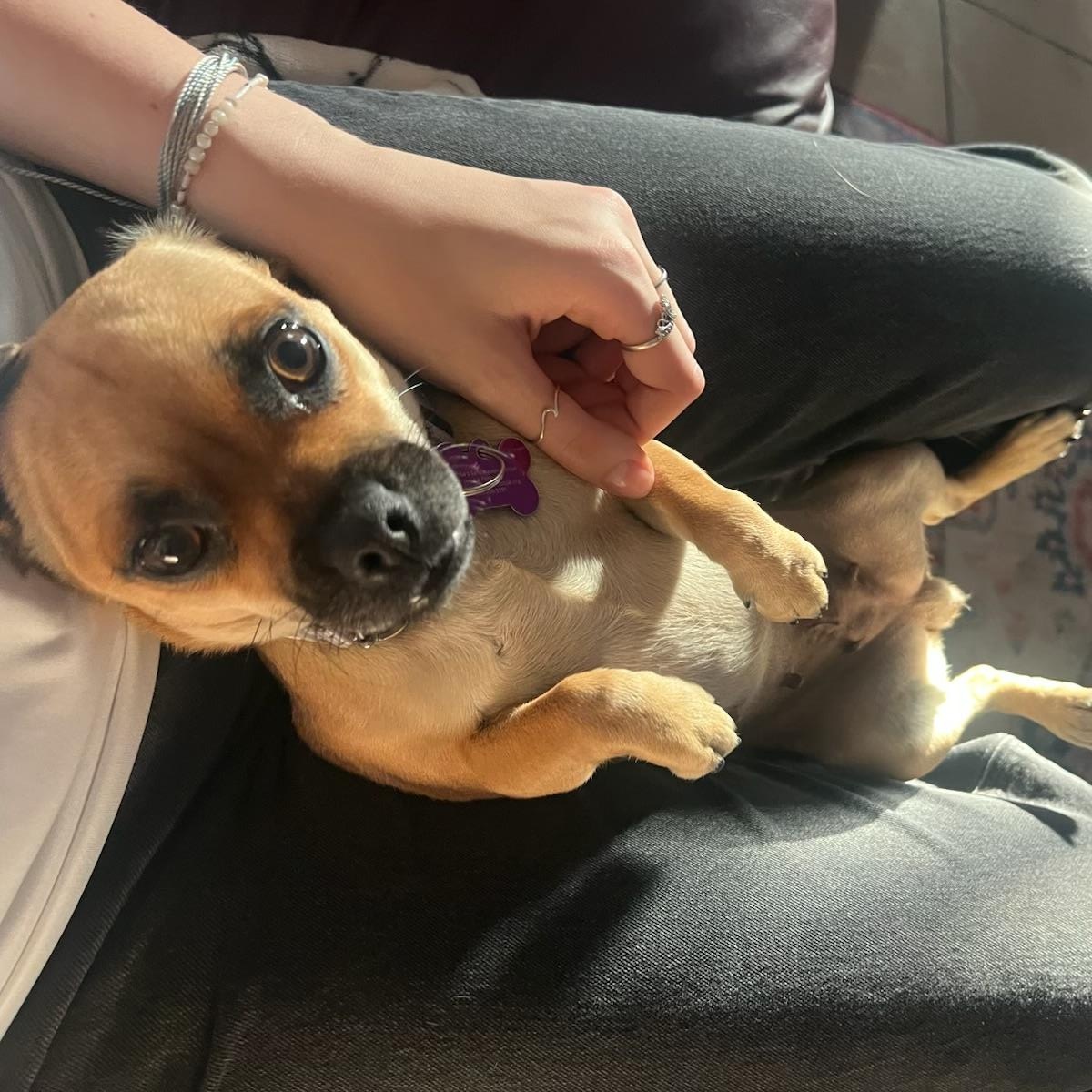 Enlarge Eden, an adopted mixed breed in Austin, TX image 2/5