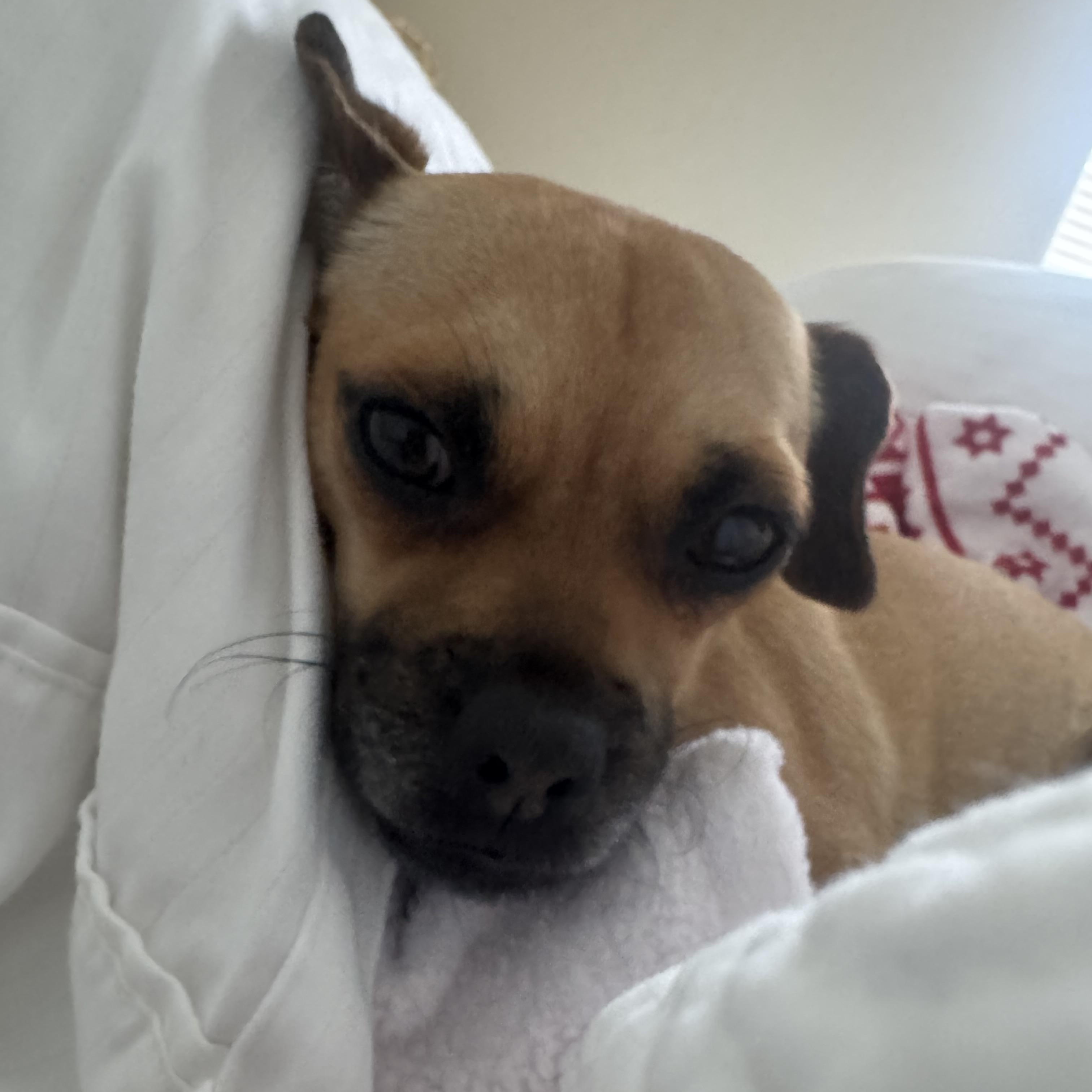 Enlarge Eden, an adopted mixed breed in Austin, TX image 3/5