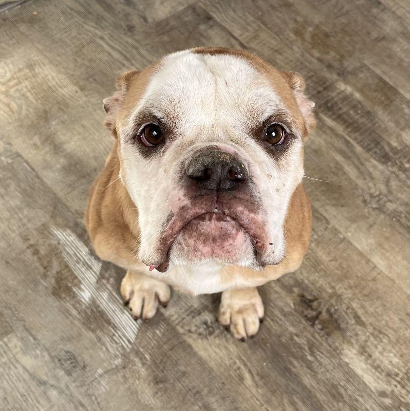 Enlarge Luna, a Adopted American Bulldog in Genoa, IL image 1/1