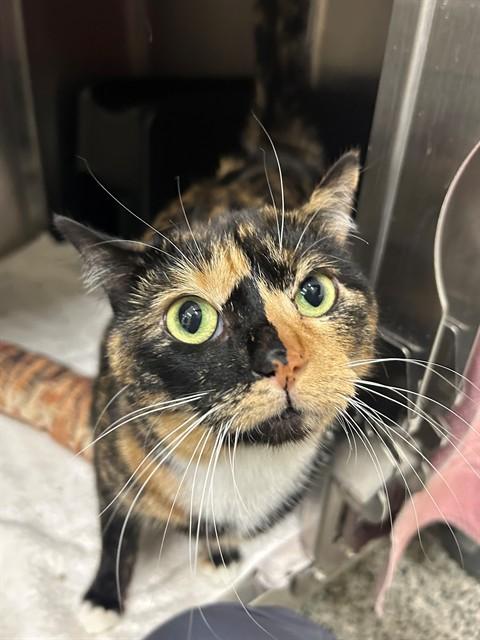 MANGO, Adoptable, Adult Female Domestic Short Hair.