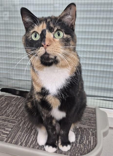 MANGO, Adoptable, Adult Female Domestic Short Hair.