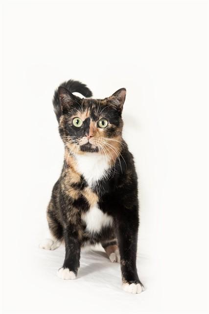 MANGO, Adoptable, Adult Female Domestic Short Hair.