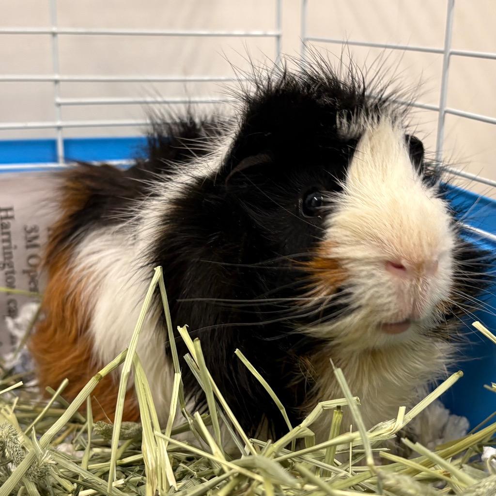 Pigcasso, Adoptable, Young Male Guinea Pig.