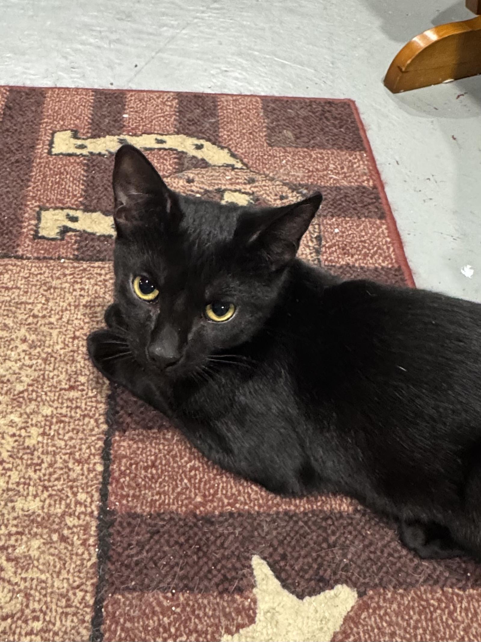 Inky, Adoptable, Kitten Female Domestic Short Hair.