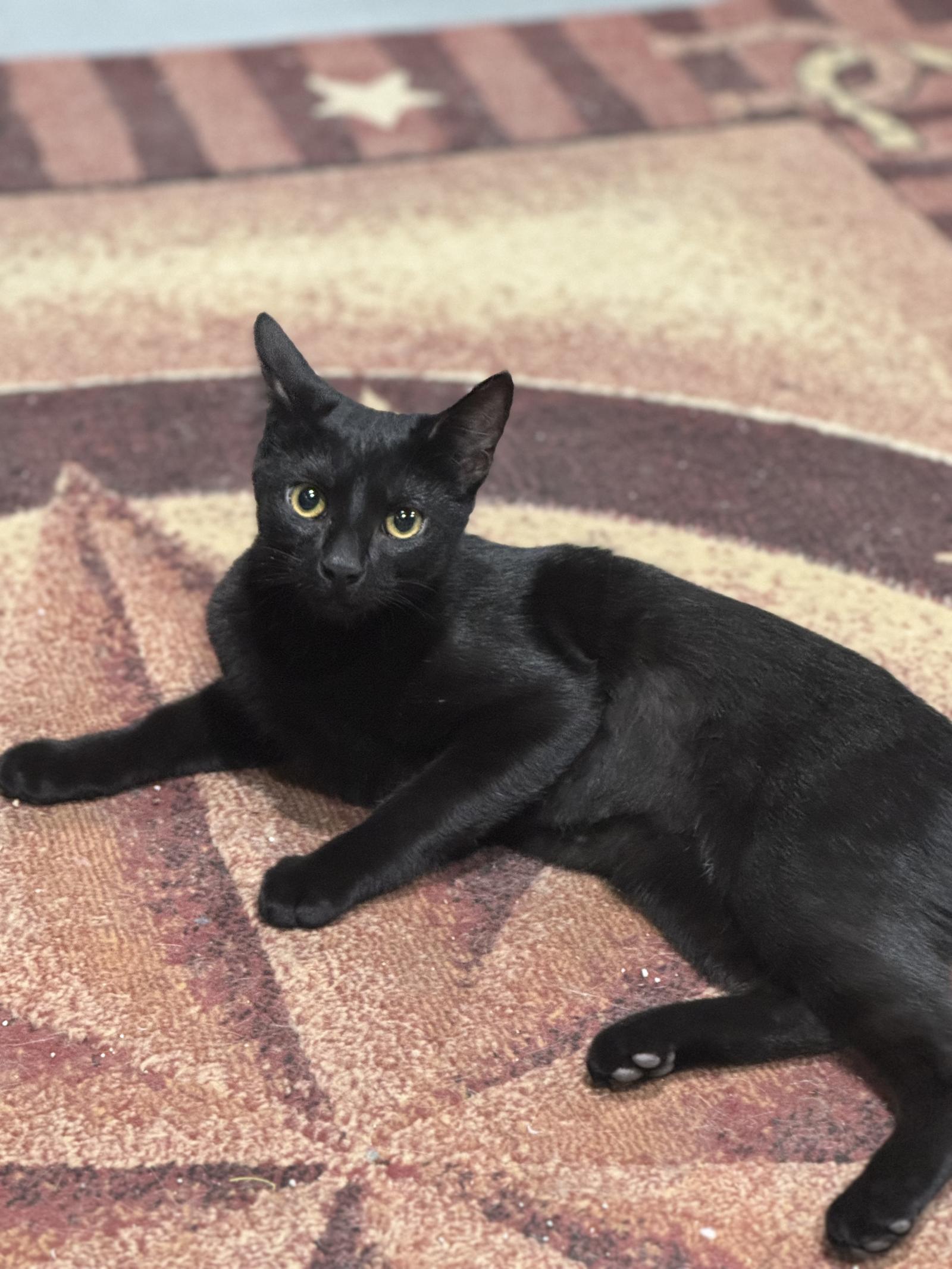 Enlarge Inky, a Adoptable Domestic Short Hair in Stewartsville, NJ image 2/3