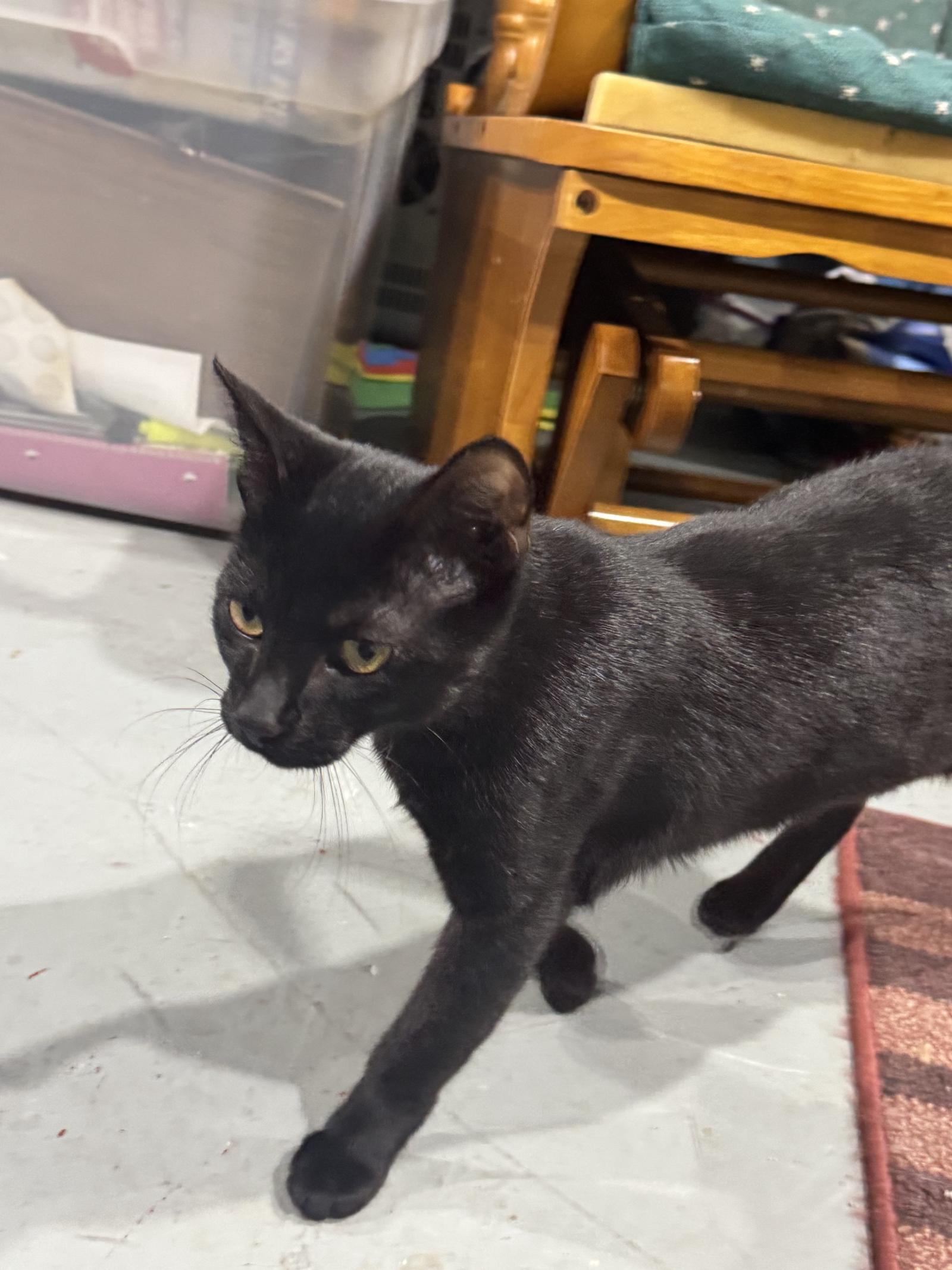 Enlarge Inky, a Adoptable Domestic Short Hair in Stewartsville, NJ image 3/3