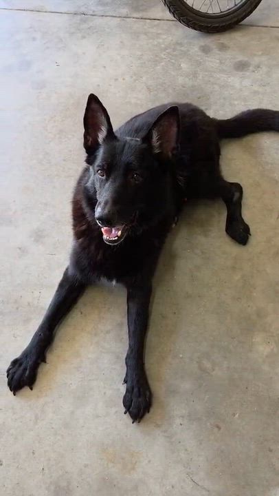 Enlarge Shadow, a Adoptable German Shepherd Dog in Chesterfield, MO video 3/3