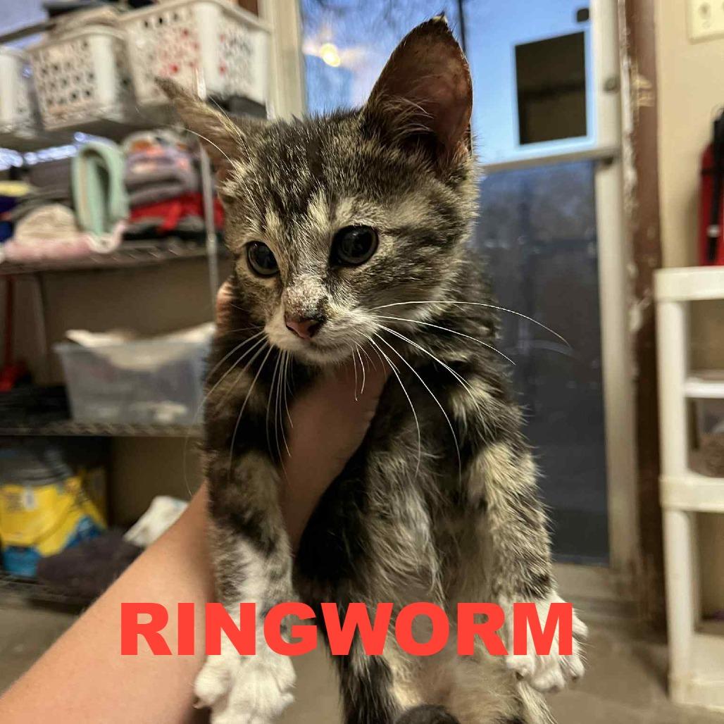 Twilight, a Adoptable Domestic Short Hair in Stephenville, TX image 1/2