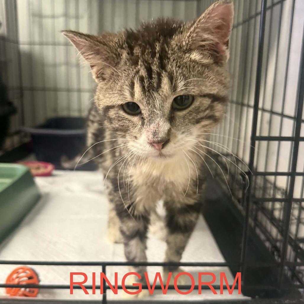 Twilight, a Adoptable Domestic Short Hair in Stephenville, TX image 2/2