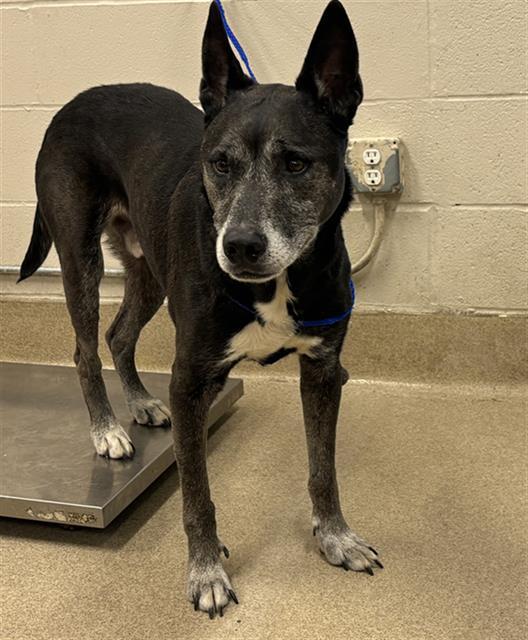 ZEKE, Adoptable, Adult Male German Shepherd Dog & Mixed Breed.