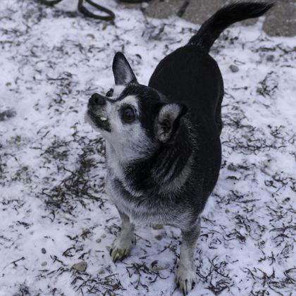 Enlarge Quest, a Adoptable mixed breed in Madison, WI image 1/3