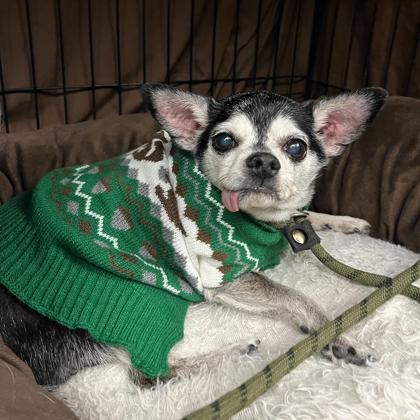 Enlarge Quest, a Adoptable mixed breed in Madison, WI image 2/3