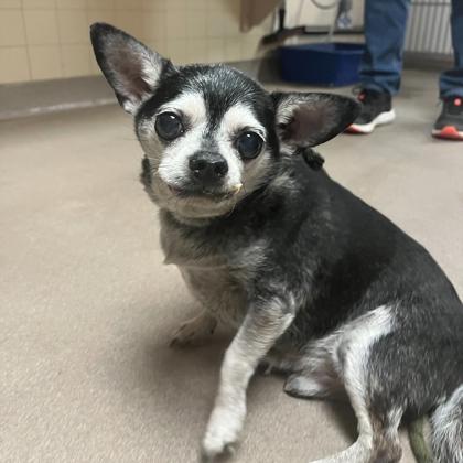 Enlarge Quest, a Adoptable mixed breed in Madison, WI image 3/3