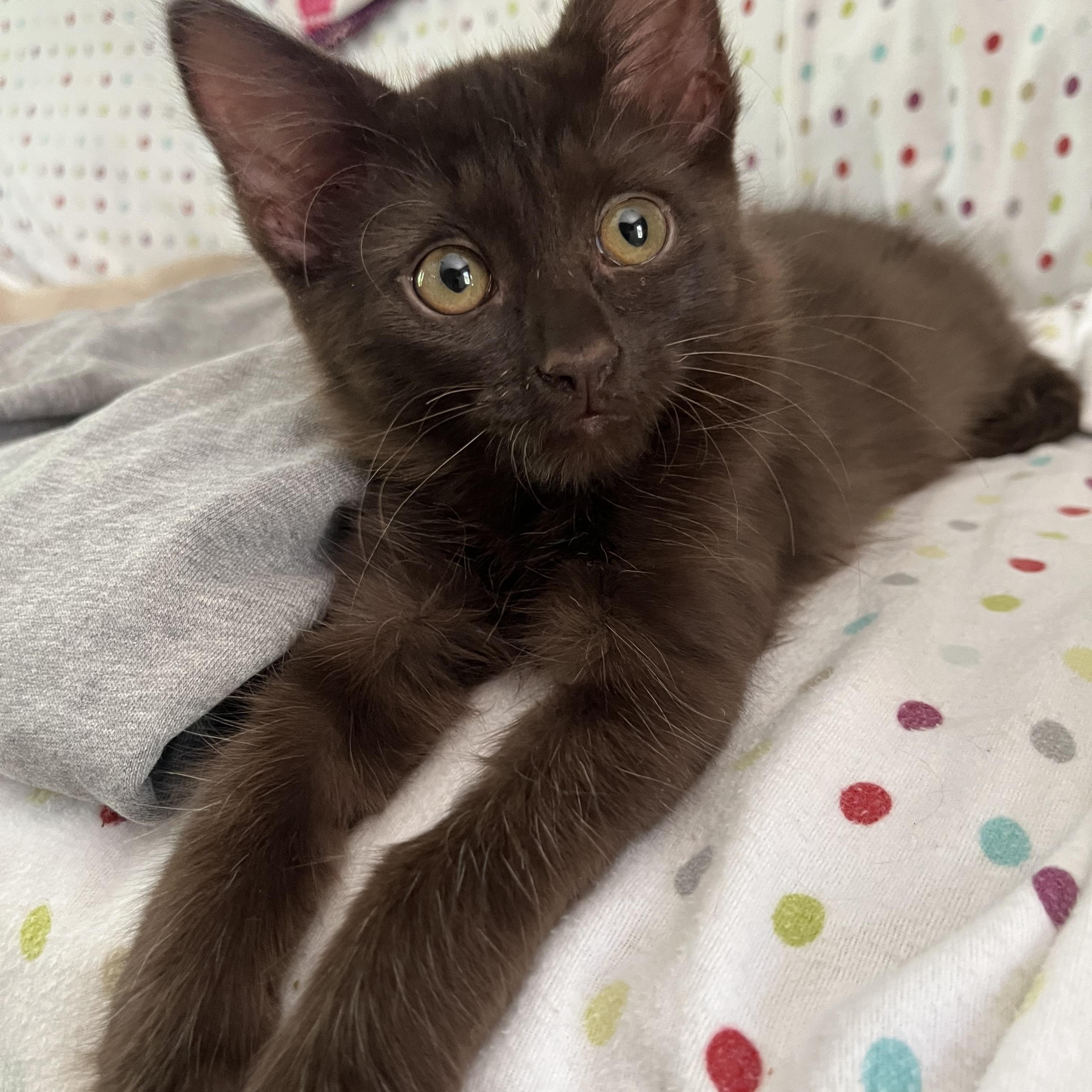 Brutus, an adoptable Havana in Anderson, SC, 29622 | Photo Image 3