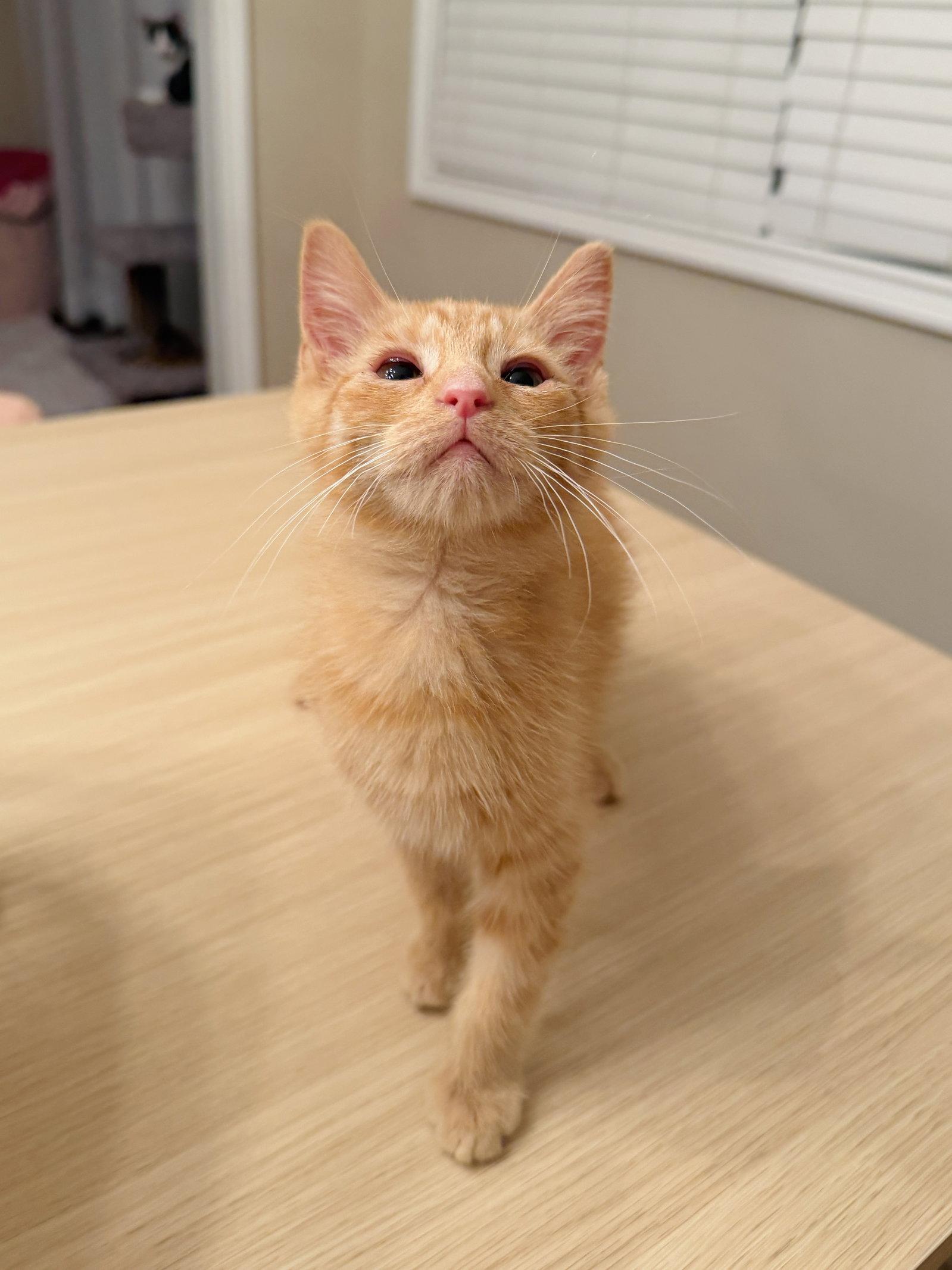 Enlarge Boop, a Adopted Domestic Short Hair in Georgetown, KY image 1/3