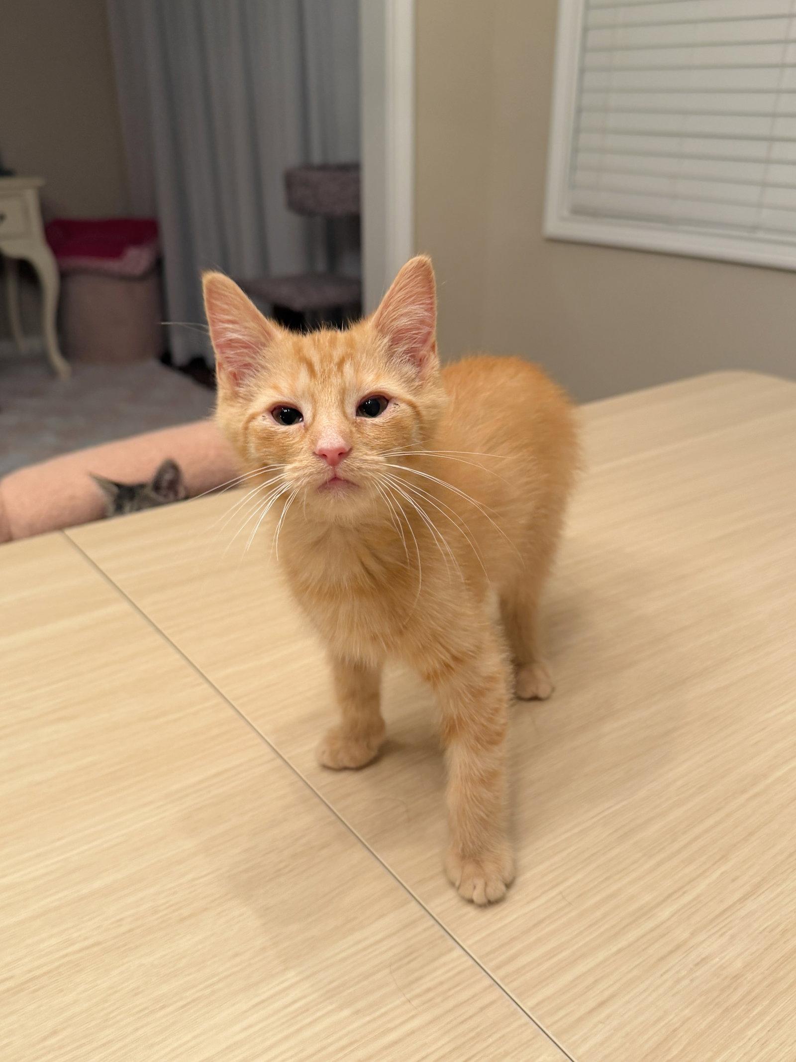 Enlarge Boop, a Adopted Domestic Short Hair in Georgetown, KY image 2/3