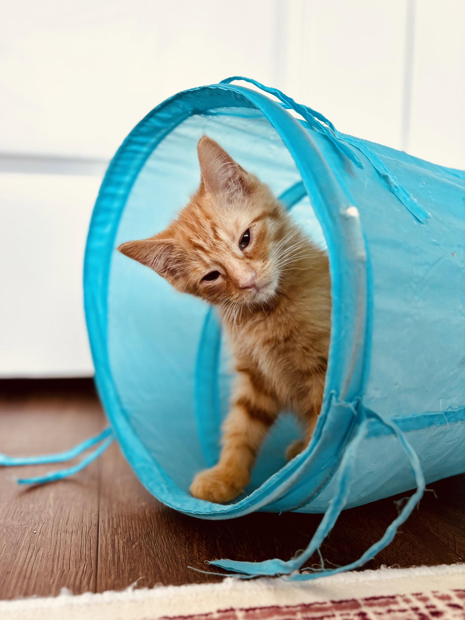 Enlarge Boop, a Adopted Domestic Short Hair in Georgetown, KY image 3/3