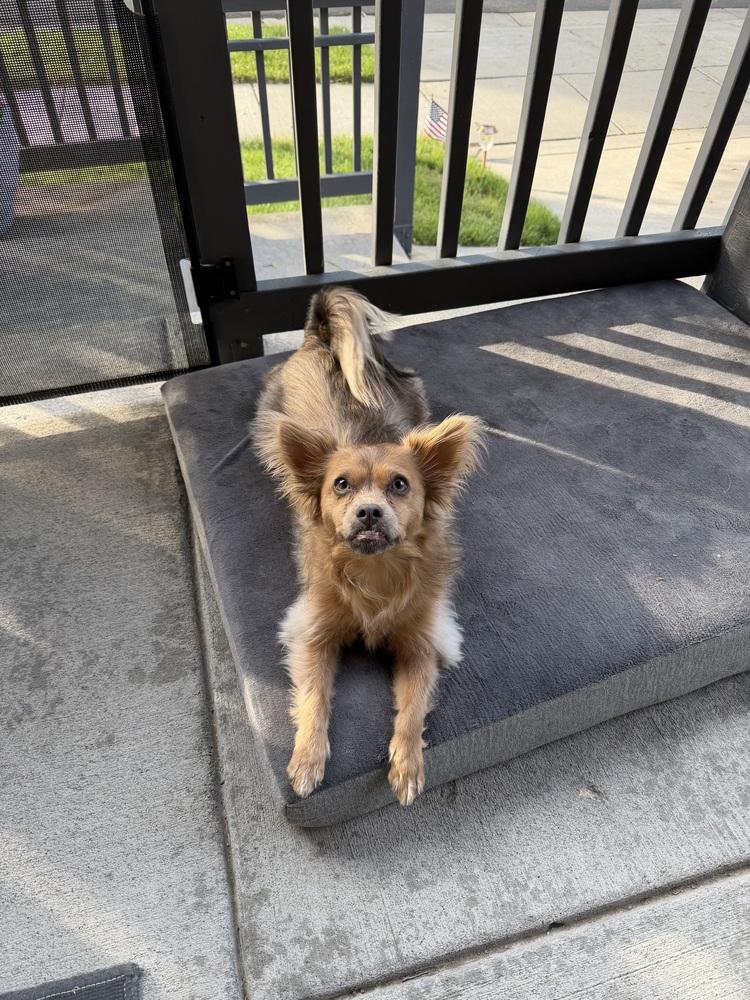 Birdie, a Adoptable mixed breed in Denver, CO image 1/5