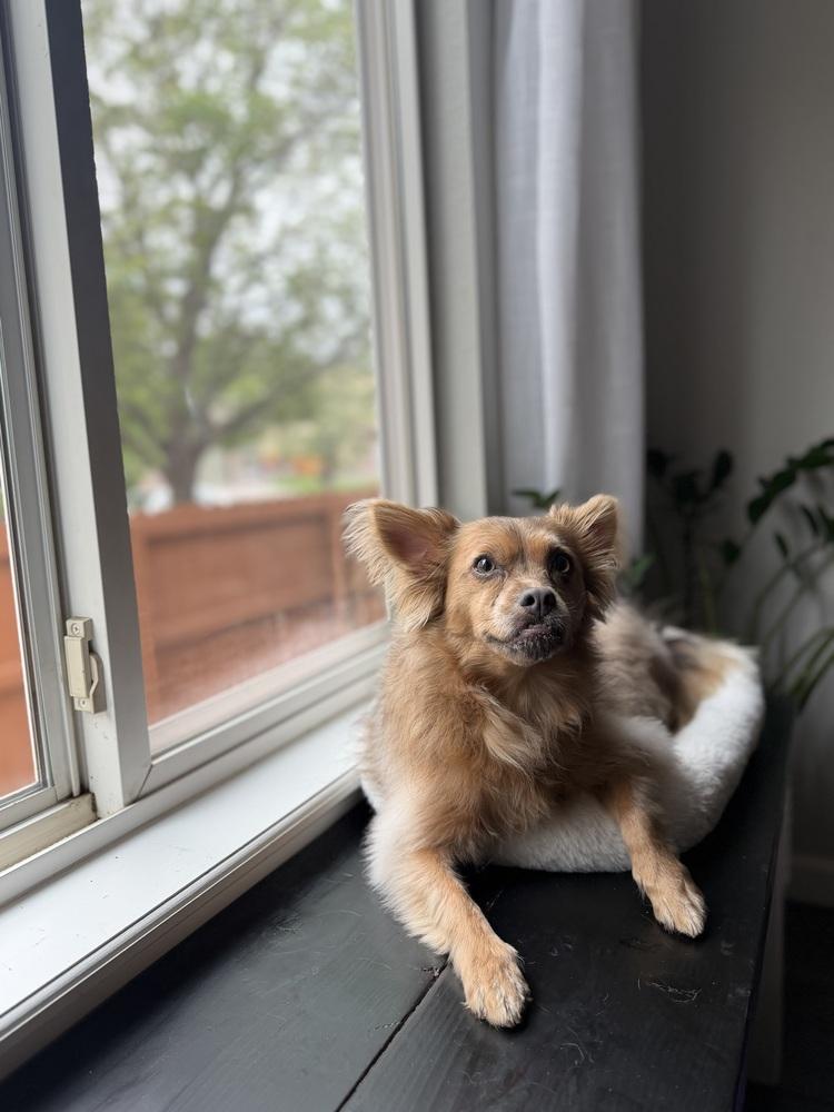 Birdie, a Adoptable mixed breed in Denver, CO image 3/5