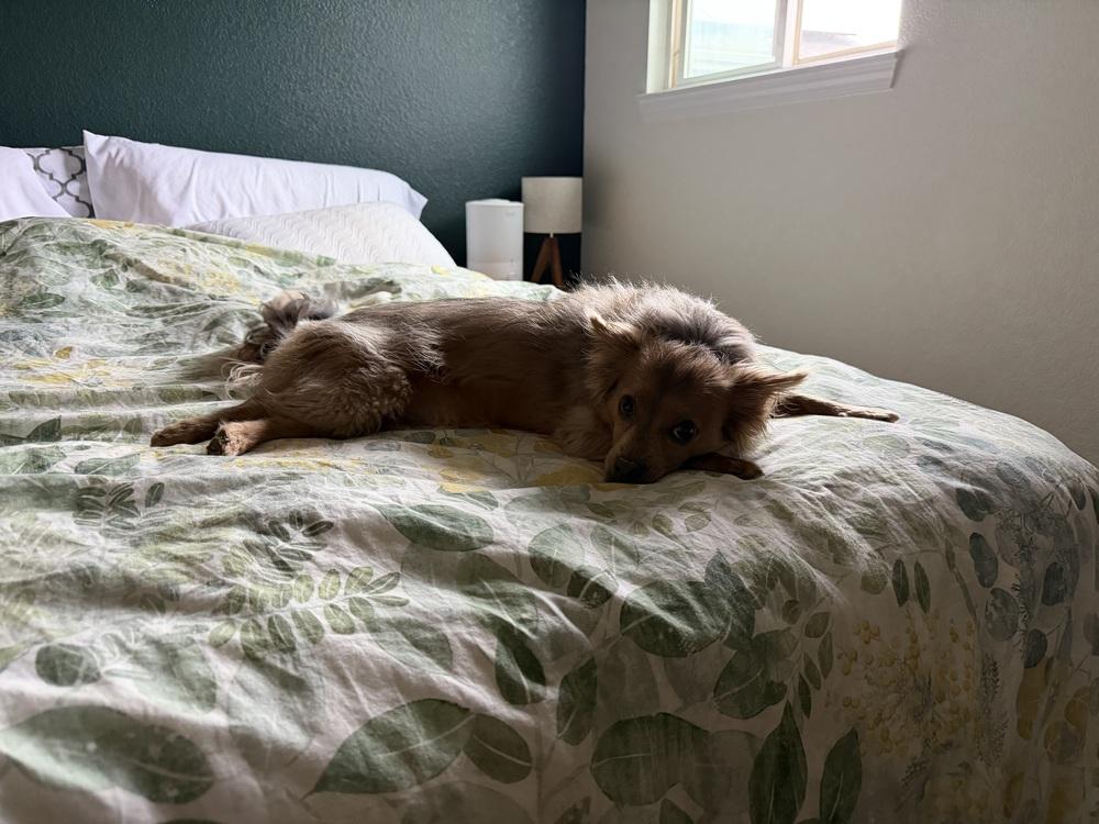 Birdie, a Adoptable mixed breed in Denver, CO image 5/5