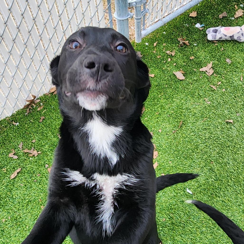 Cookie, Adoptable, Puppy Female Mixed Breed.