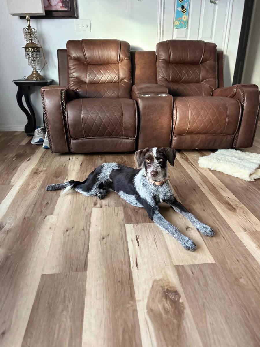 Enlarge Jojo, an adopted Wirehaired Pointing Griffon in Pocatello, ID image 1/1