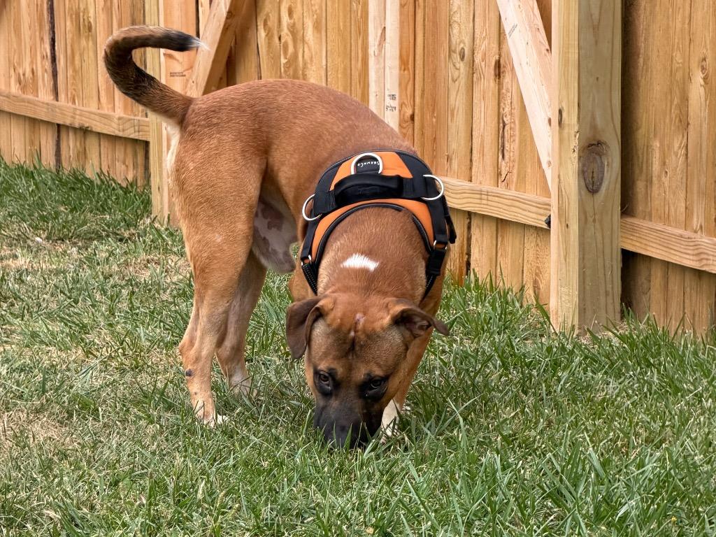 Enlarge Muggsy, a Adoptable mixed breed in Centralia, IL image 1/3