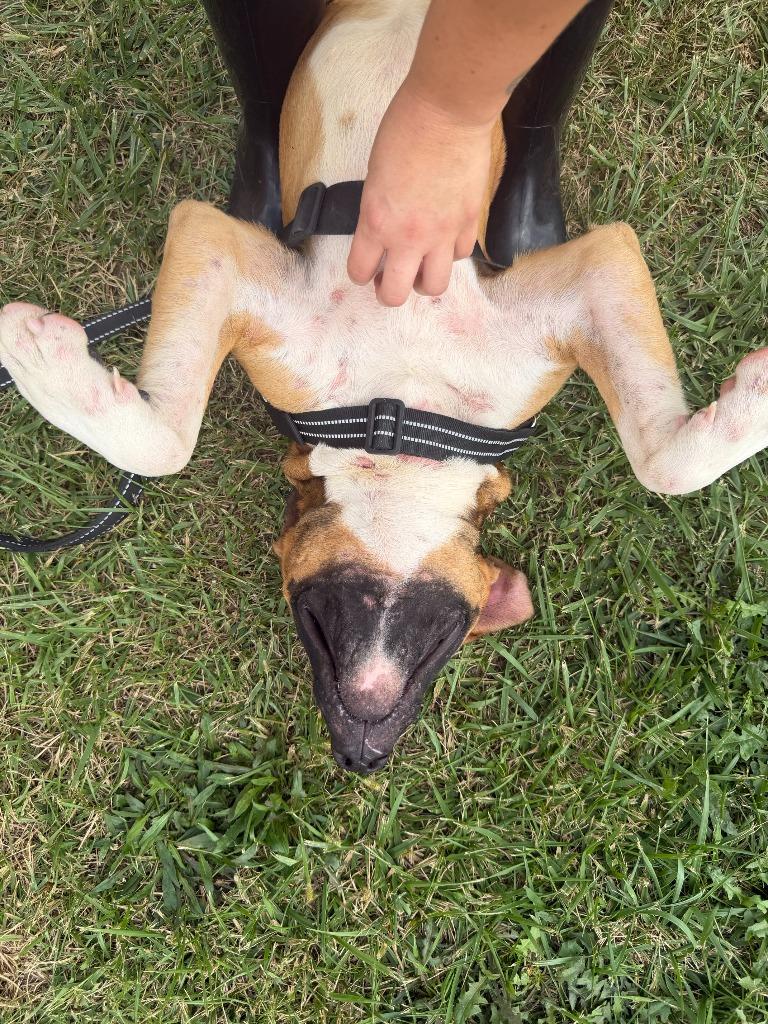 Enlarge Muggsy, a Adoptable mixed breed in Centralia, IL image 2/4
