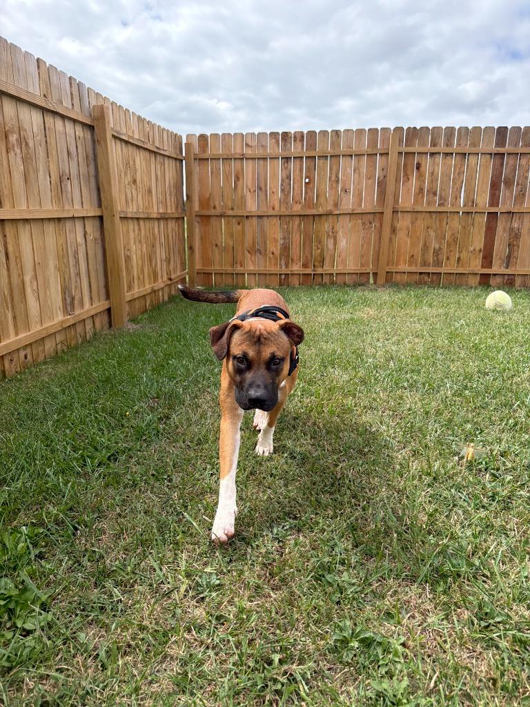 Enlarge Muggsy, a Adoptable mixed breed in Centralia, IL image 3/4
