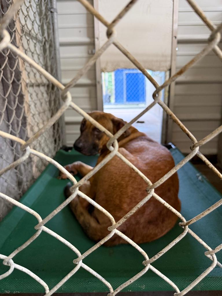 Enlarge Muggsy, a Adoptable mixed breed in Centralia, IL image 3/3