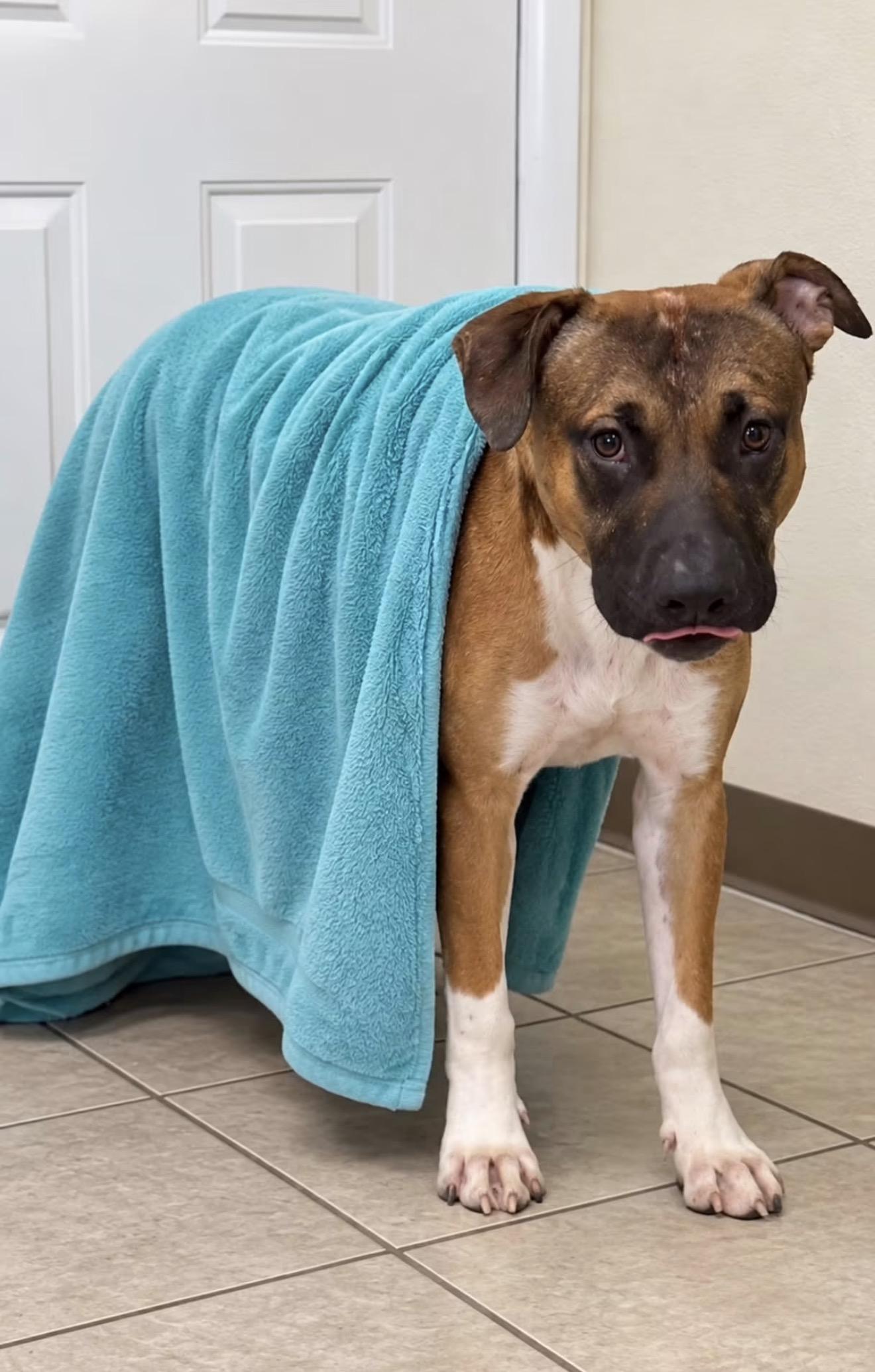 Muggsy, Adoptable, Young Male Mixed Breed.