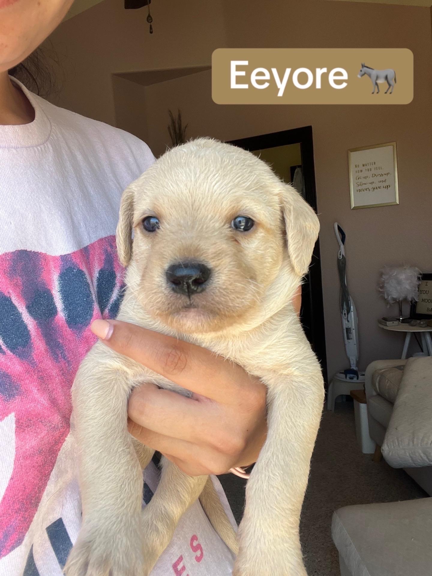 Enlarge Eeyore, a Adopted mixed breed in El Paso, TX image 2/4