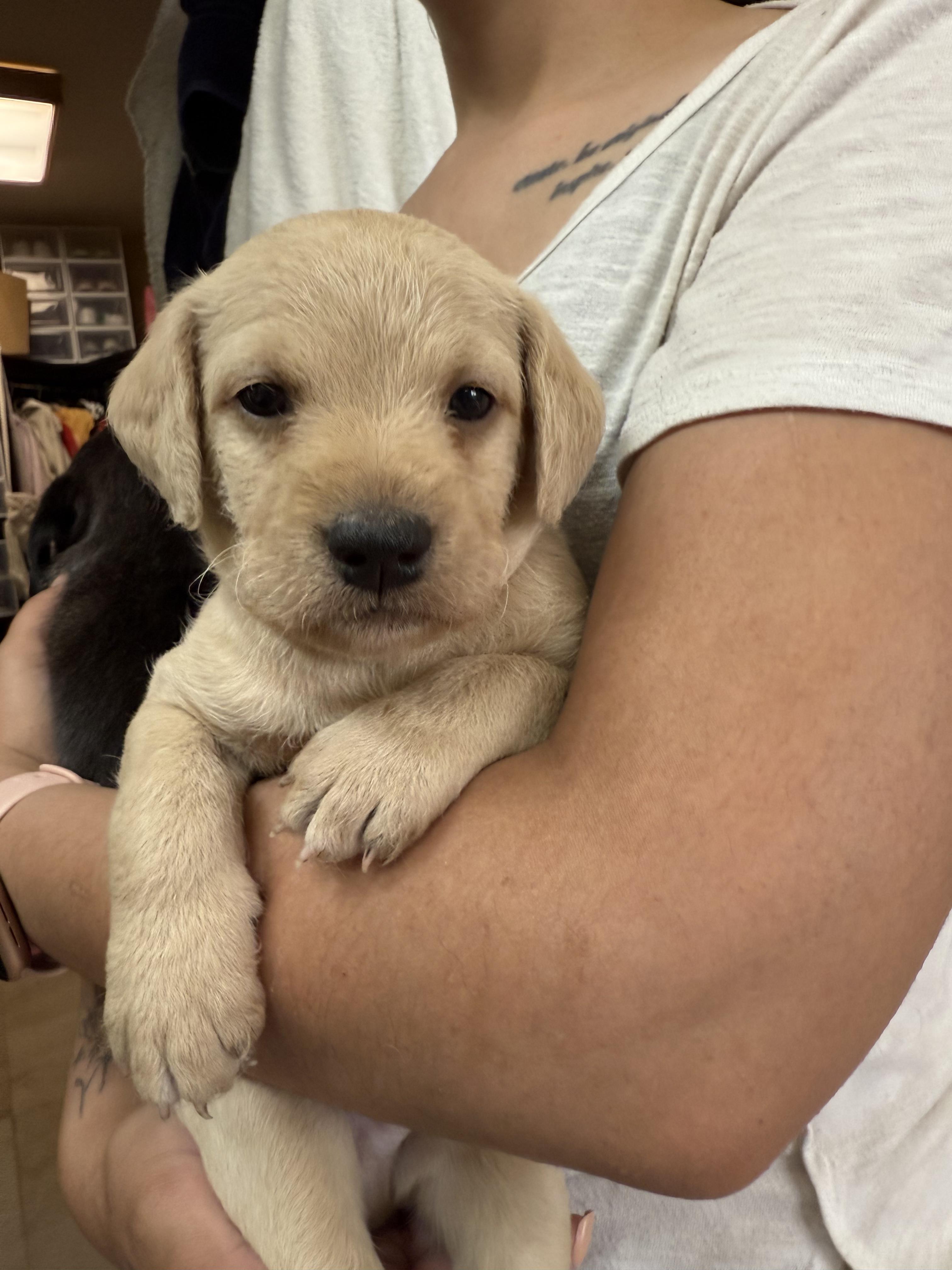 Enlarge Eeyore, a Adopted mixed breed in El Paso, TX image 3/4