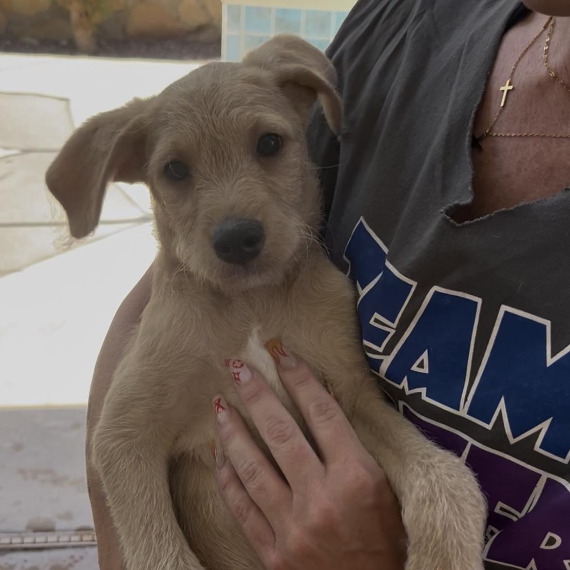 Eeyore, Adopted, Puppy Male Labradoodle.