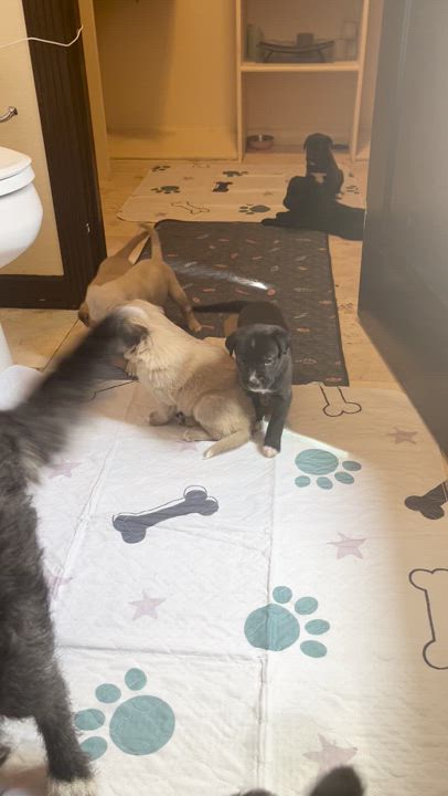 Enlarge Eeyore, a Adopted mixed breed in El Paso, TX video 4/4