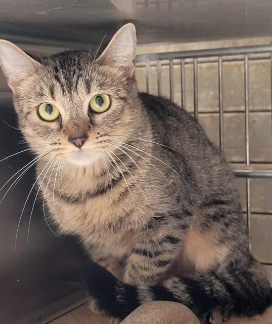 ESTRELLA, Adoptable, Young Female Domestic Short Hair.