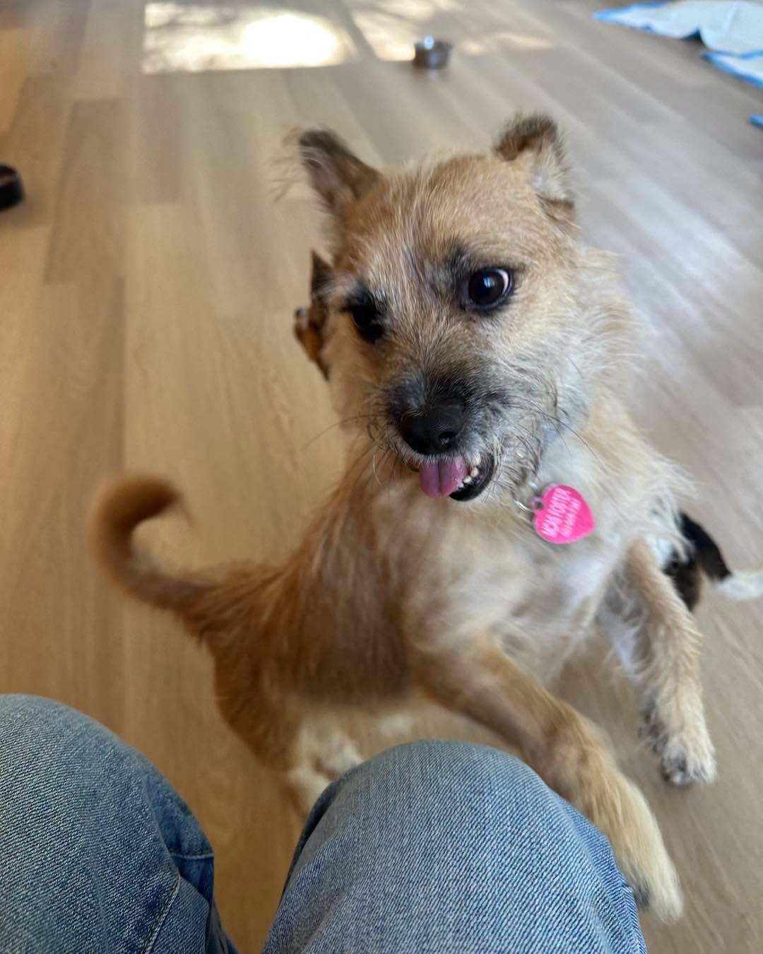Doodle, Adoptable, Adult Male Wheaten Terrier.
