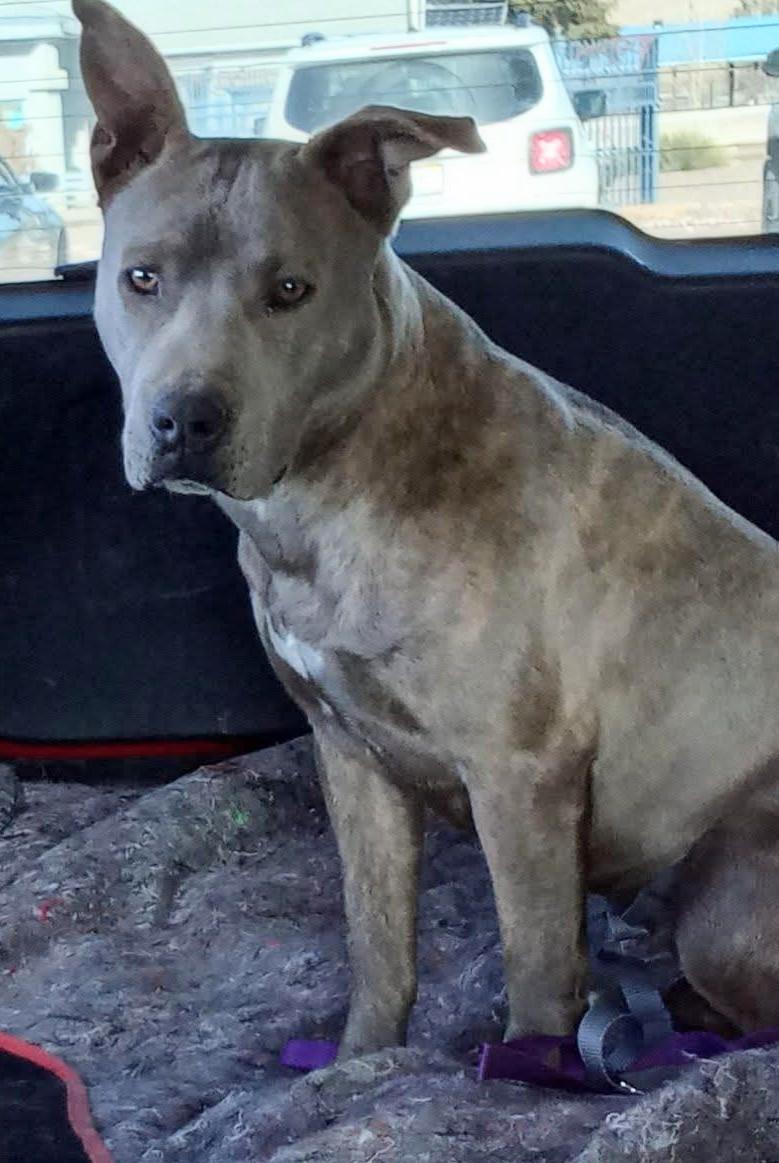 Rae Rae, Adoptable, Adult Female Pit Bull Terrier.