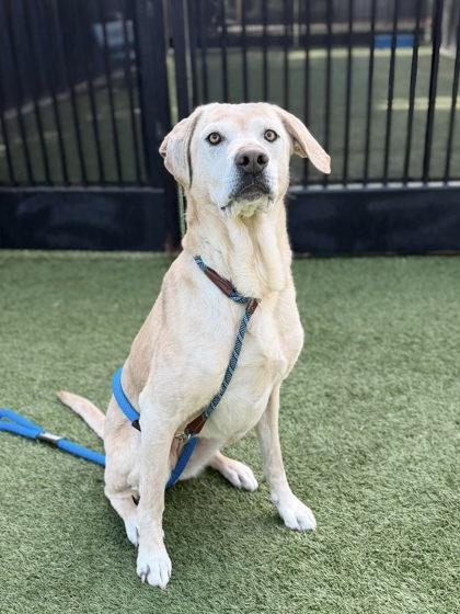 Enlarge Powdered Donut, a Adoptable mixed breed in Roseville, CA image 1/3