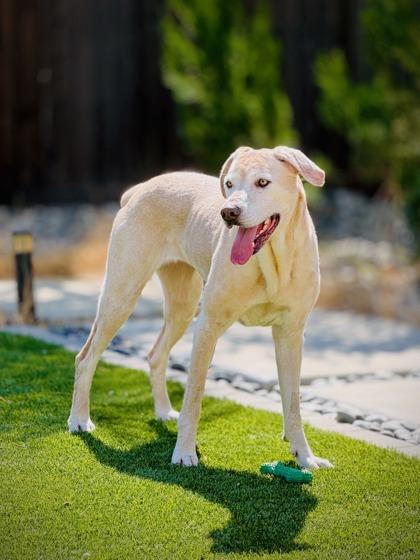 Enlarge Powdered Donut, a Adoptable mixed breed in Roseville, CA image 3/3