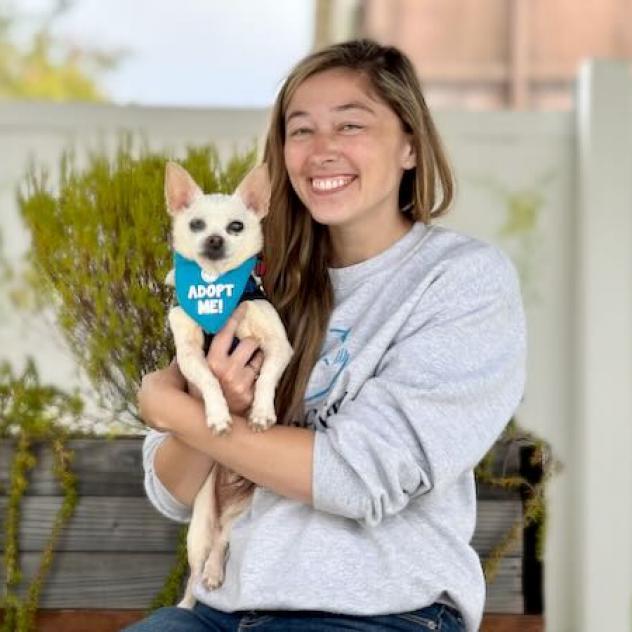 Cider, Adoptable, Senior Male Chihuahua.